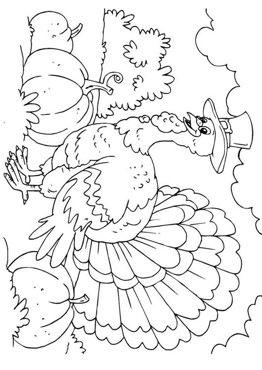 Pavo #7818