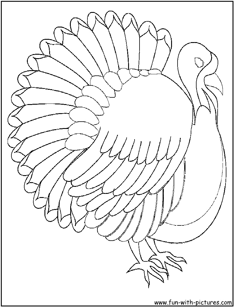Pavo #7824