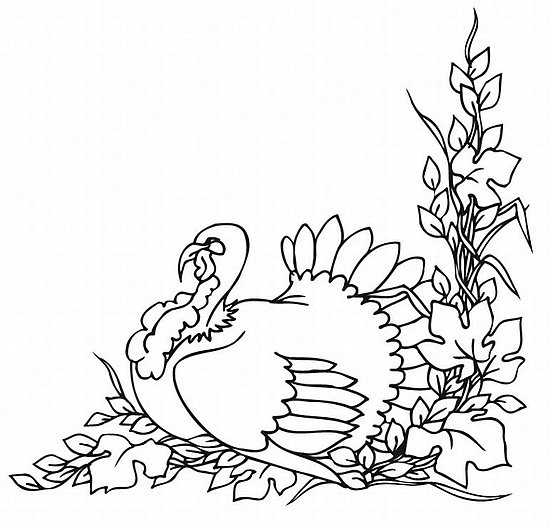 Pavo #7827