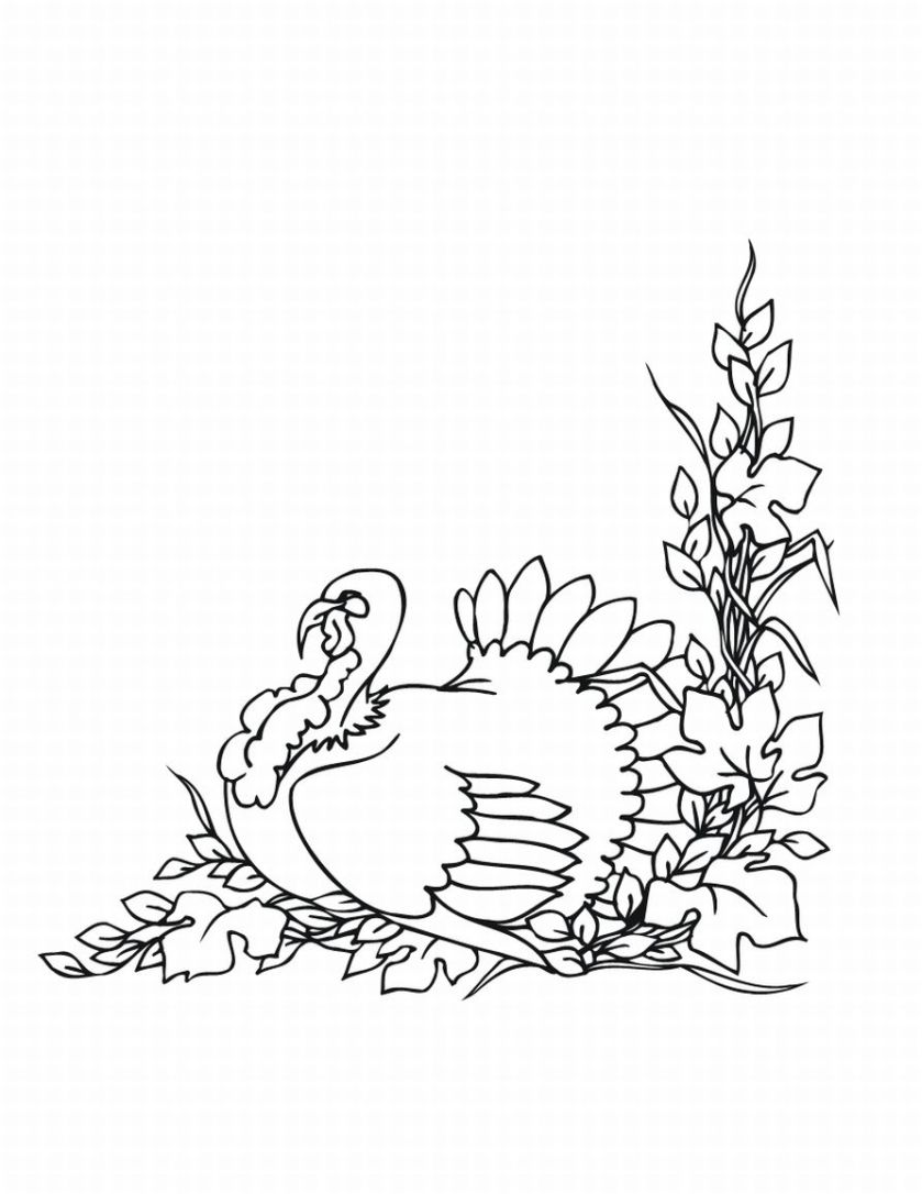 Pavo #7830