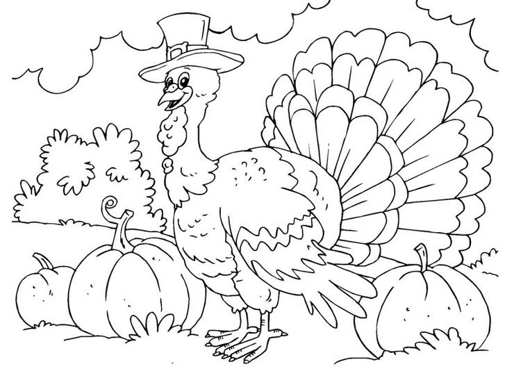 Pavo #7831