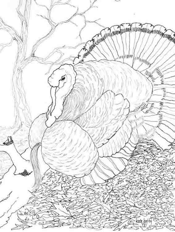Pavo #7832