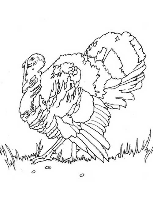 Pavo #7833