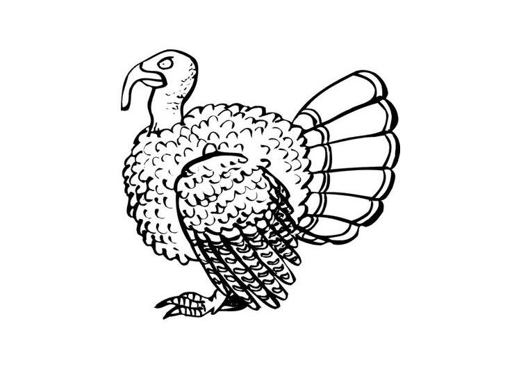 Pavo #7834