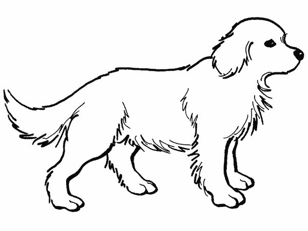 Perro #7841