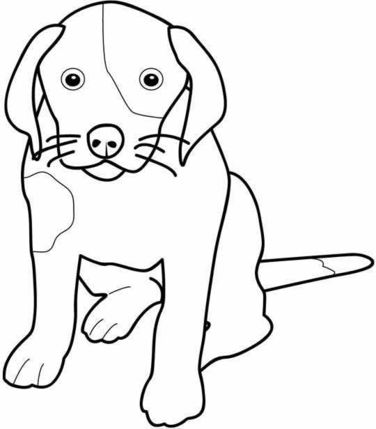 Perro #7847