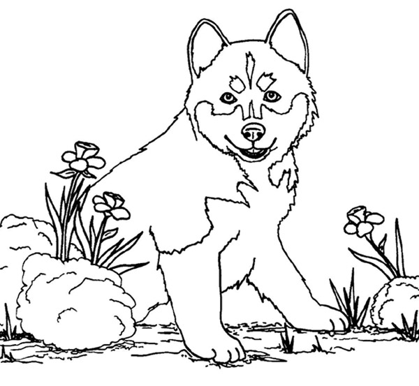 Perro #7850