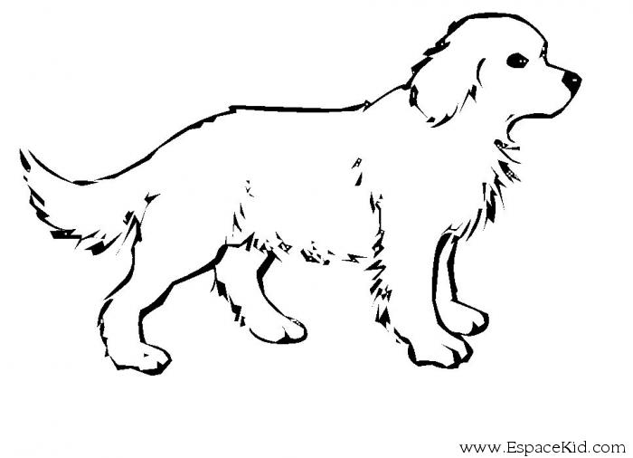 Perro #7858
