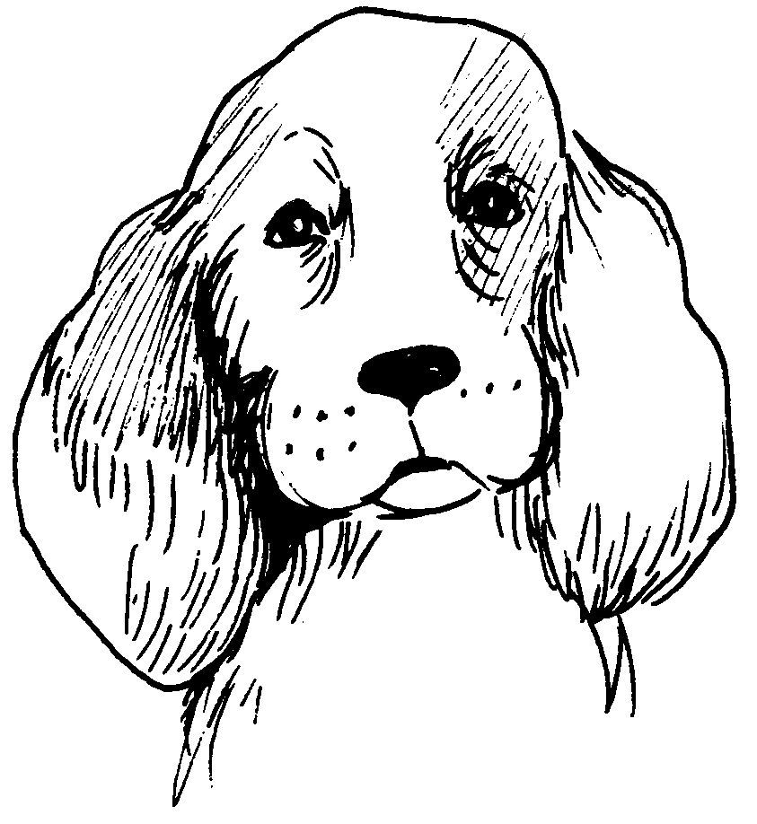 Perro #7866