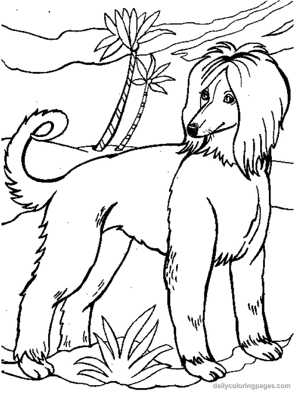 Perro #7881