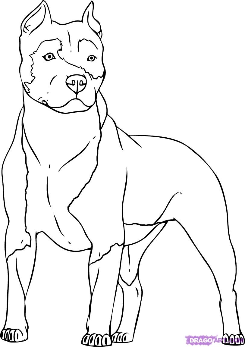 Perro #7883