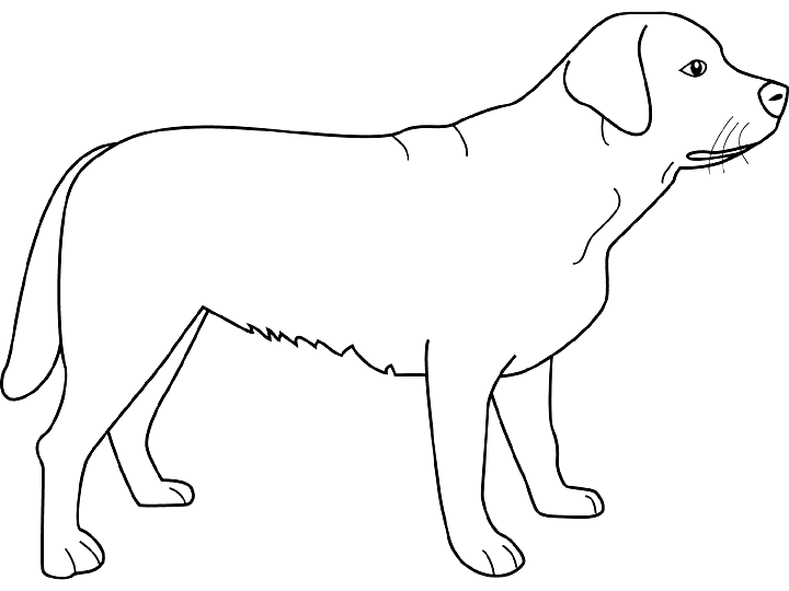 Perro #7888
