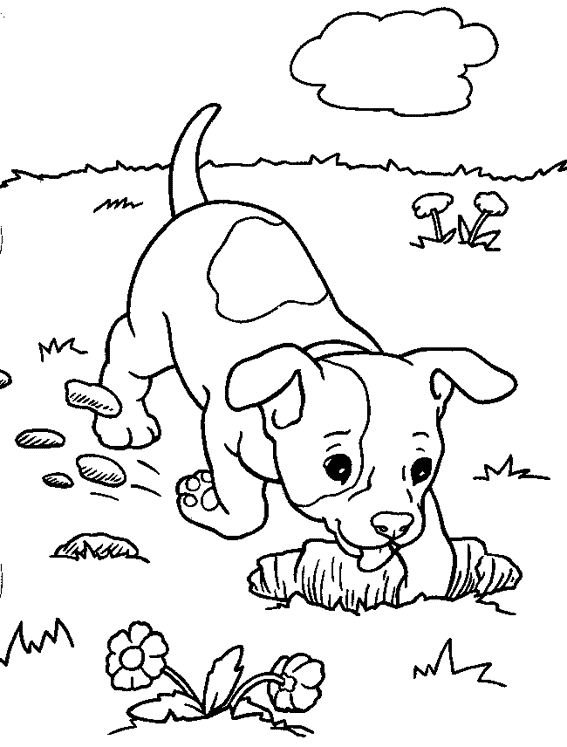 Perro #7891