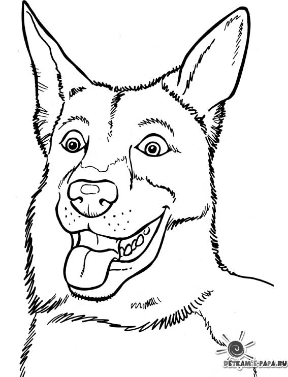Perro #7894