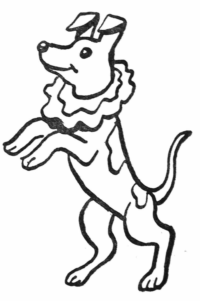 Perro #7895