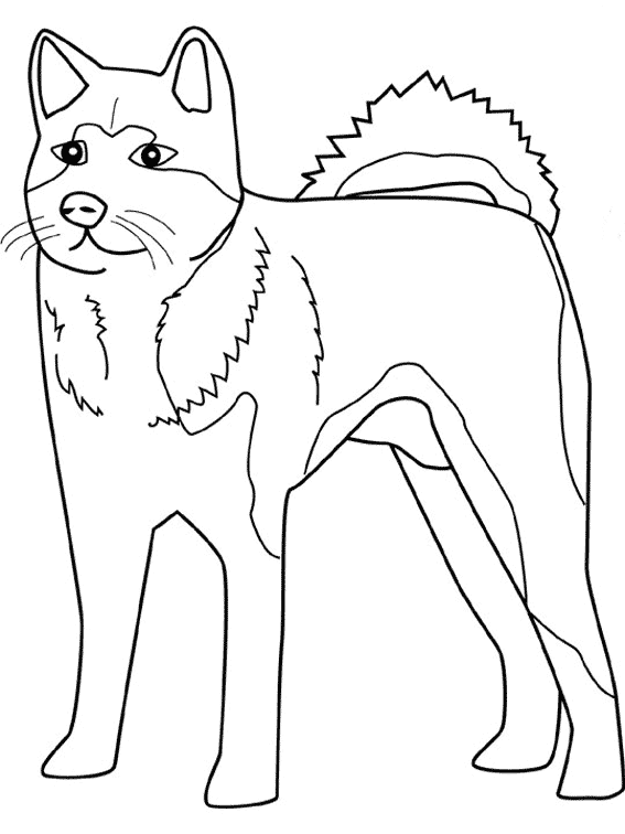 Perro #7896