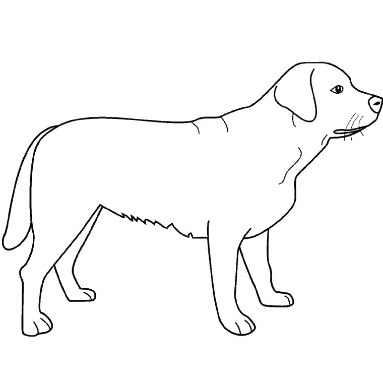 Perro #7898