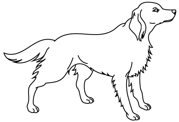 Perro #7899