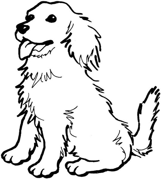Perro #7901