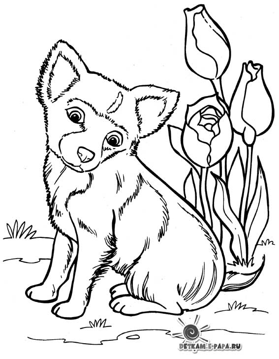 Perro #7905