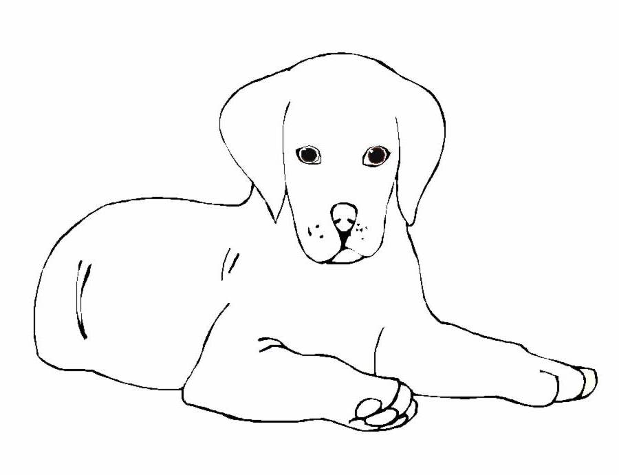 Perro #7906