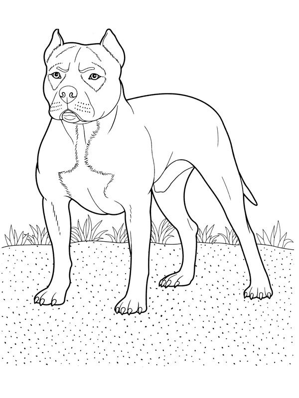 Perro #7909