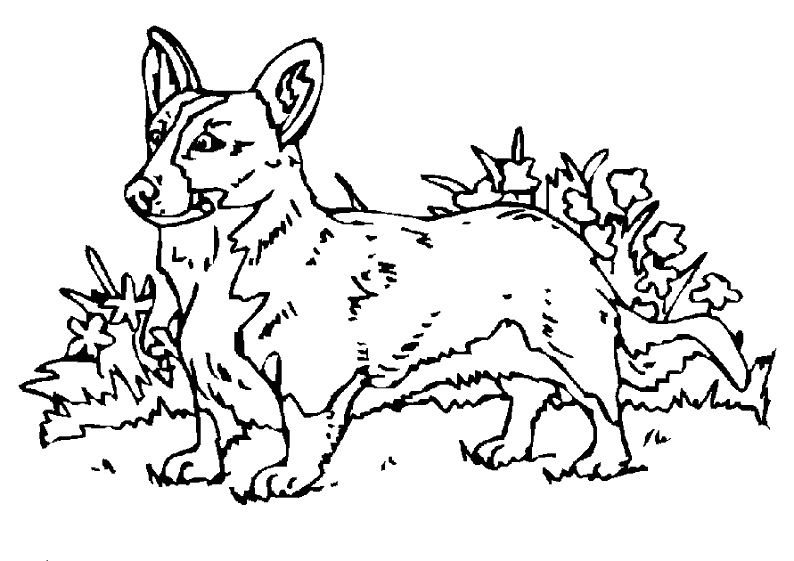 Perro #7910