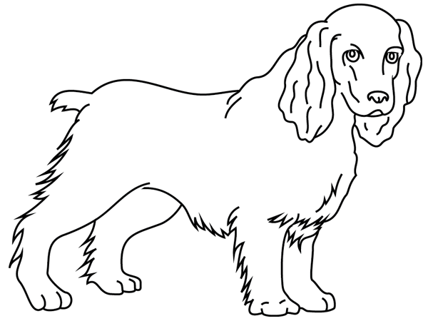 Perro #7917