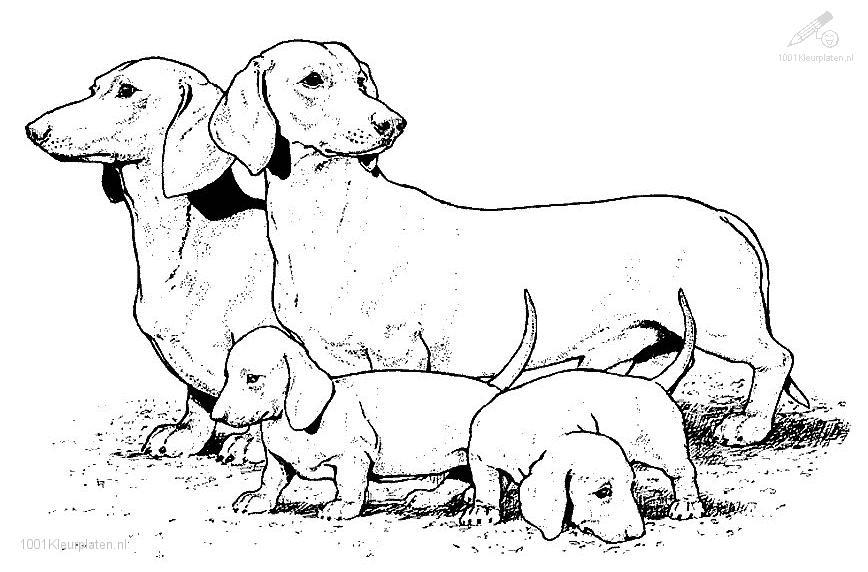 Perro #7918