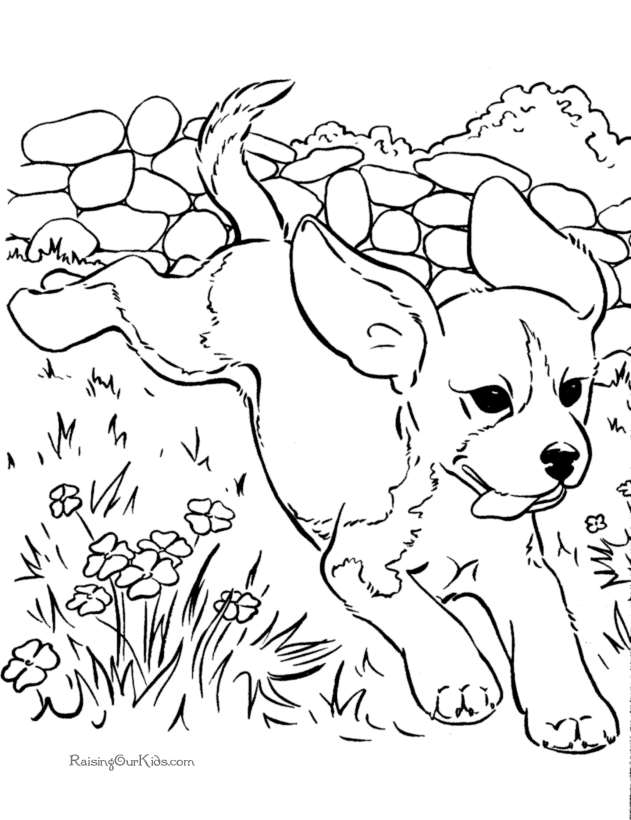 Perro #7924