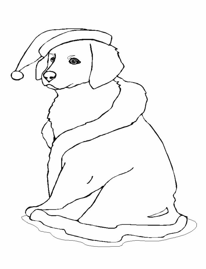 Perro #7926