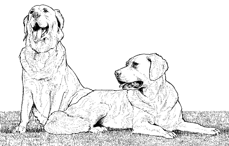 Perro #7933