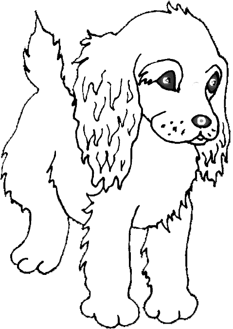 Perro #7935
