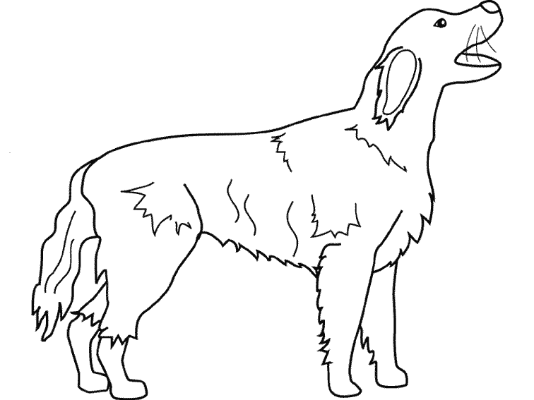 Perro #7939