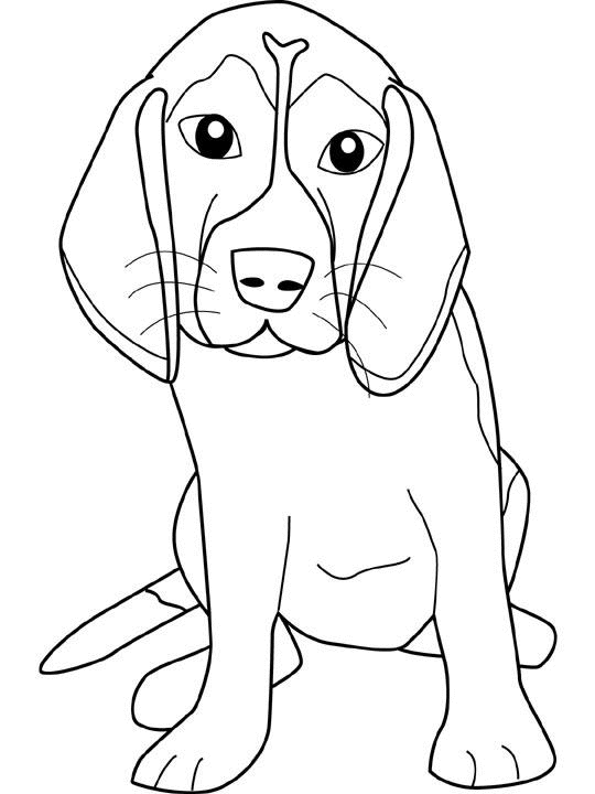Perro #7941