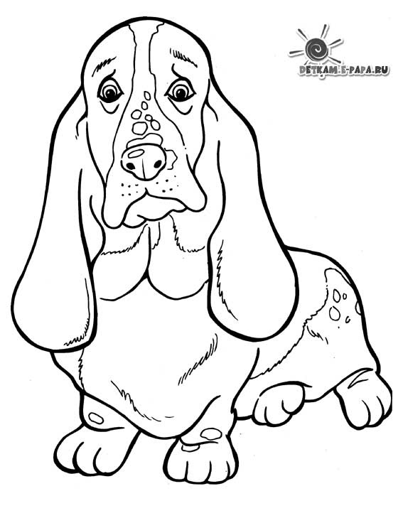 Perro #7953