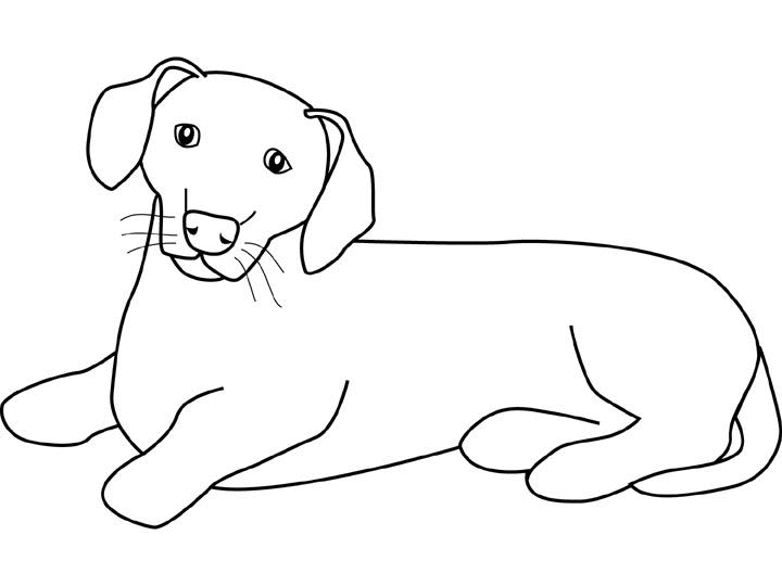 Perro #7954