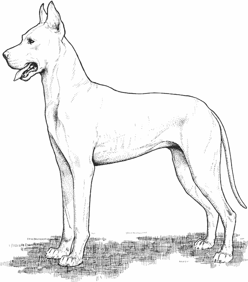 Perro #7961
