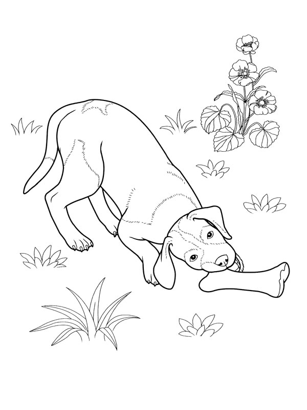 Perro #7962