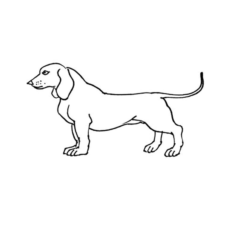 Perro #7963