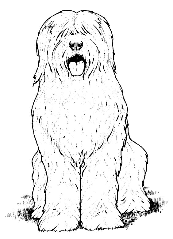 Perro #7967