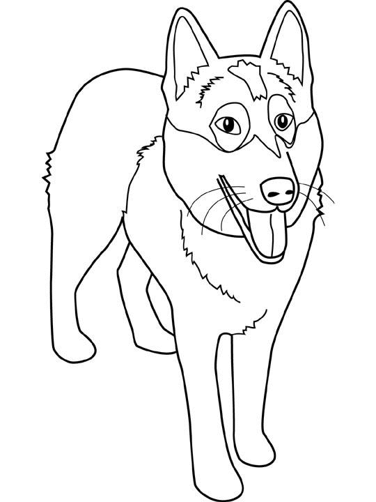 Perro #7969