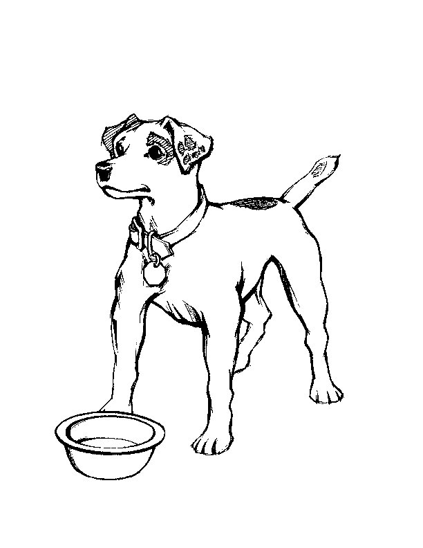 Perro #7970