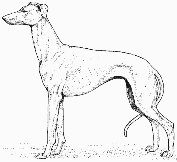 Perro #7972