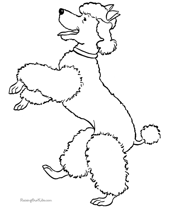 Perro #7976