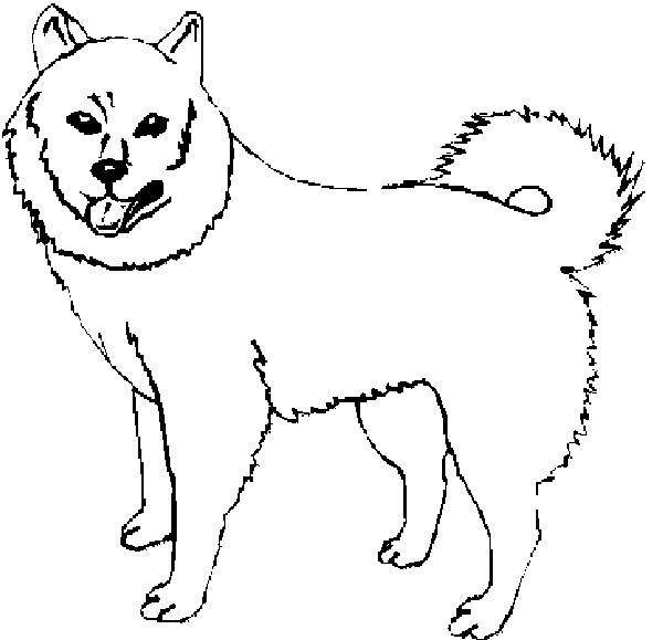 Perro #7977