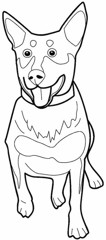 Perro #7981