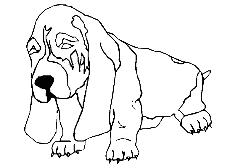 Perro #7986