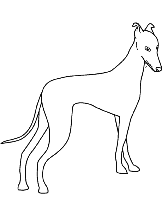 Perro #7992