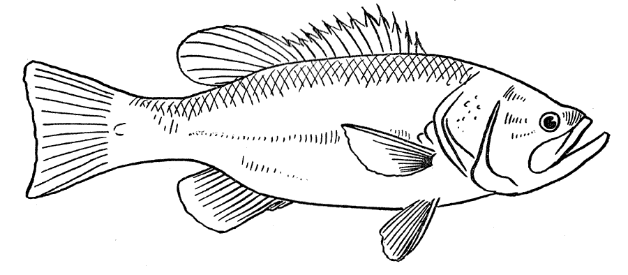 Pescado #8001